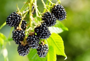 Rubus 'Arapaho' - Thornless Blackberry